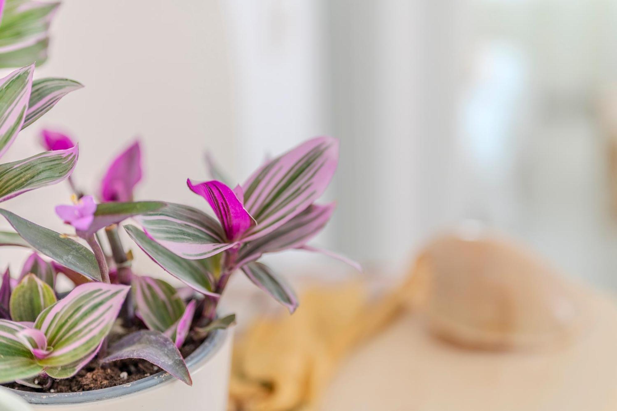 Stamatia Suites أسبروبالتا المظهر الخارجي الصورة